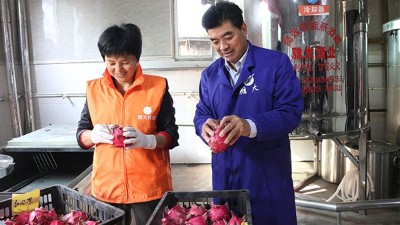 雅大1000斤火龍果酒發(fā)酵中，特邀您體驗后期果酒壓榨、滅菌全過程！