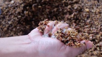 小型酒廠釀酒設備蒸酒時，酒醅含水量與酒質有何關系？