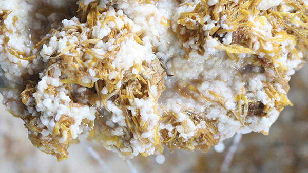 重陽節(jié)養(yǎng)生佳釀，菊花糯米酒的釀酒技藝
