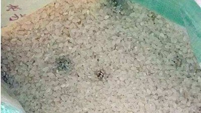 白酒蒸餾設(shè)備釀的酒苦味重，可能是原料惹的禍