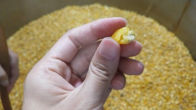 很多人用烤酒設(shè)備做固態(tài)酒時(shí)用這種水泡糧，怪不得不出酒！
