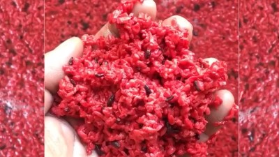 用小型蒸酒設備釀造純手工紅曲酒，紅火迎新年！