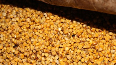 用玉米釀酒設(shè)備釀酒發(fā)酵時(shí)忽視這7點(diǎn)，好酒會(huì)離你越來越遠(yuǎn)！